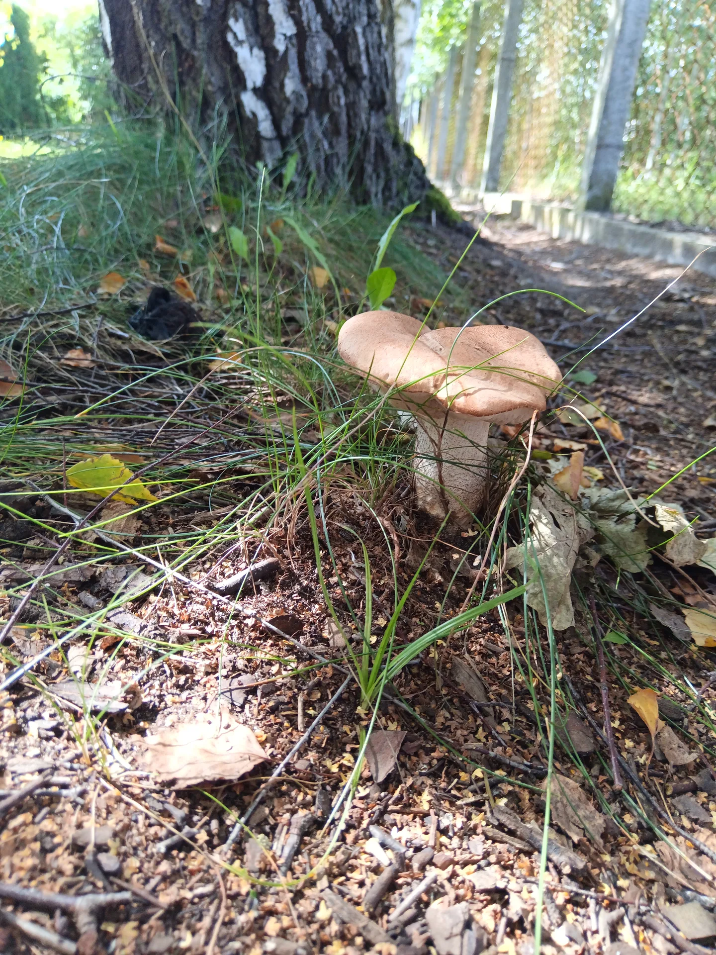 Zdjęcie 2 z 3 do NAWIJKI